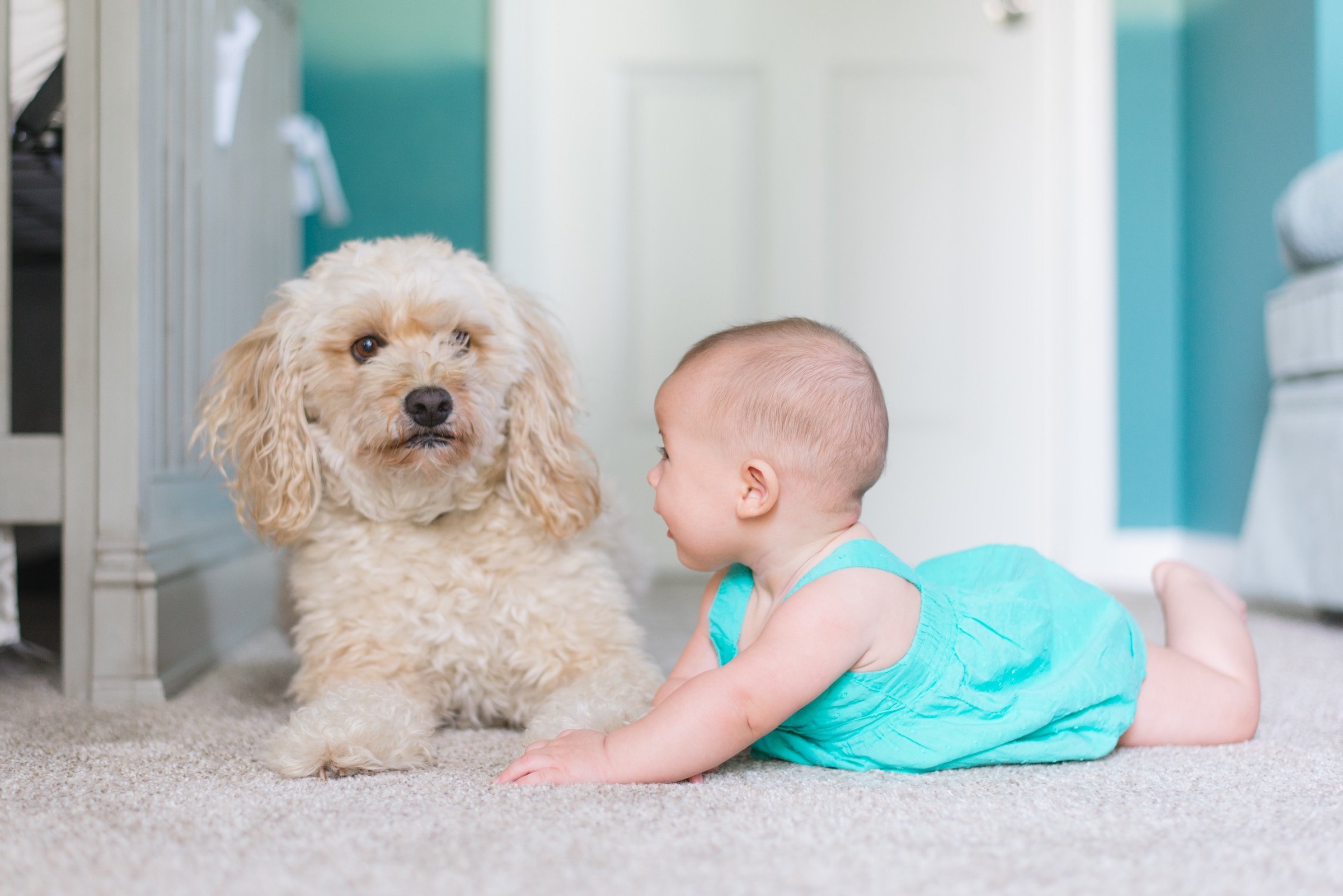How often you should clean your carpets with pets.