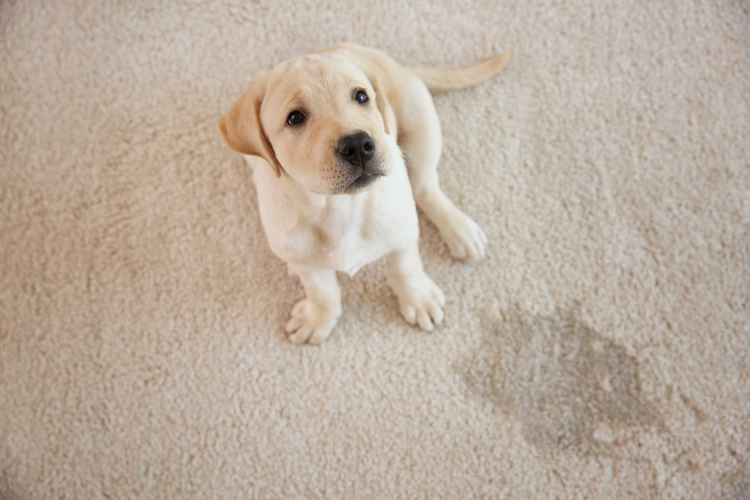 How to clean a rug step by step.