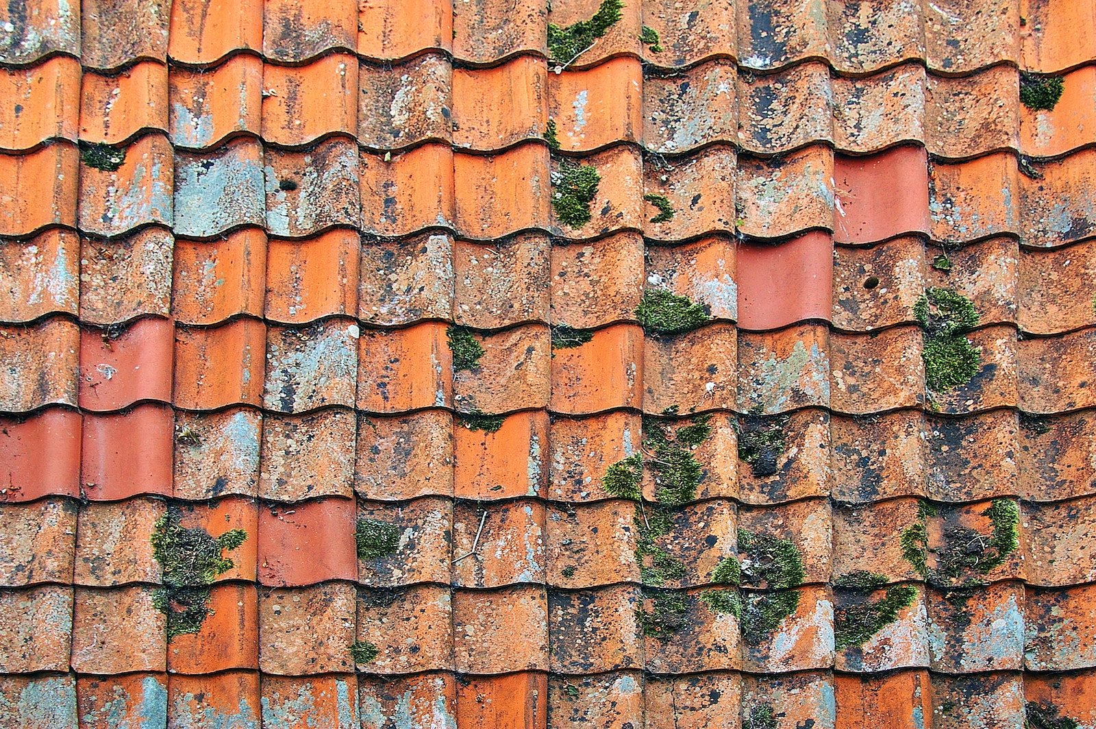 Roof maintenance checklist: are there any large areas of moss or lichen?