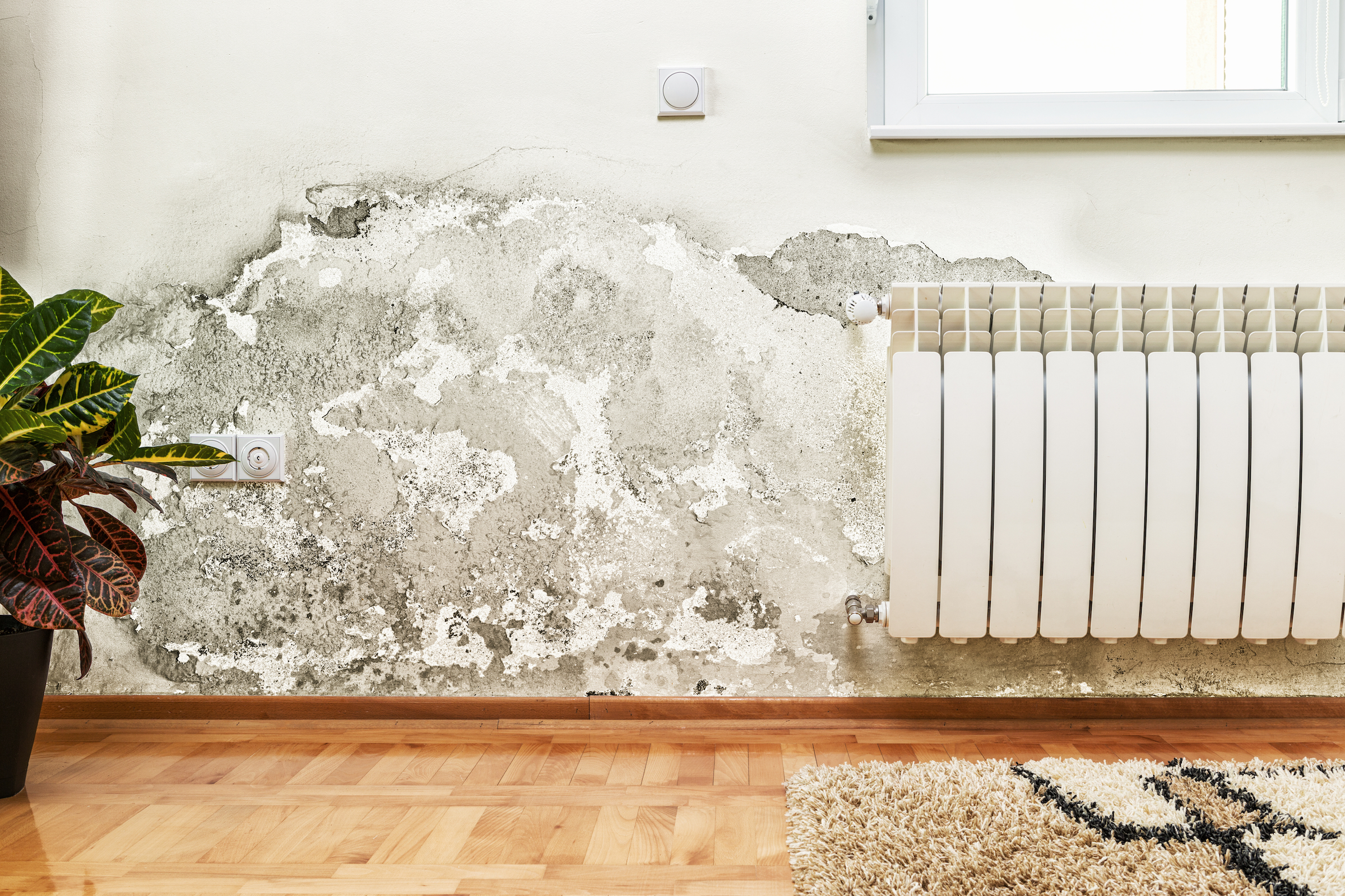 Our Guide To Household Mold (And How To Get Rid Of It)